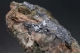 Molybdenite