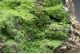 Pyromorphite
