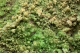 Pyromorphite