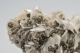 Pyrite on Calcite