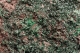 Clinoatacamite