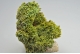 Pyromorphite