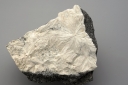 Pectolite