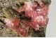 Rhodochrosite