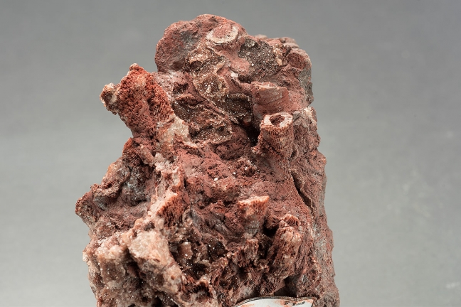Hematite and quartz replacing  fossilised coral