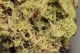 Pyromorphite