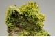 Pyromorphite