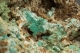 Aurichalcite & Hemimorphite