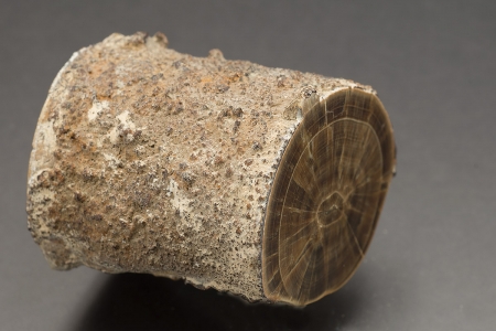 Barite - 'Derbyshire Oakstone'