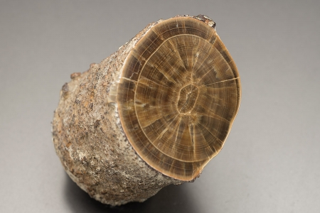 Barite - 'Derbyshire Oakstone'