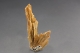 Cerussite