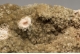 Hemimorphite and Barite