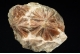 Selenite `Daisy bed Gypsum`