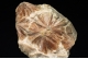 Selenite `Daisy bed Gypsum`