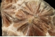 Selenite `Daisy bed Gypsum`