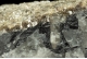 Wolframite in quartz