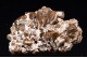 Vanadinite and aragonite