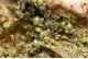 Pyromorphite