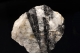 Wolframite & Scheelite