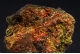 Crocoite and Pyromorphite