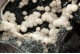 Calcite on Specularite (Var. of Hematite)