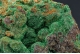 Malachite on Chalcopyrite