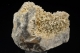 Barytocalcite