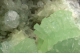 Prehnite & Analcime