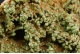 Pyromorphite