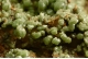 Pyromorphite