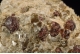Garnet in a Mica shist