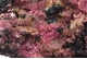 Erythrite & Heterogenite