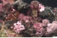 Erythrite & Heterogenite