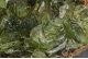 Ludlamite