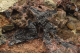 Cronstedite and pyrite