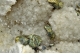 Chalcopyrite & Galena