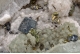 Chalcopyrite & Galena
