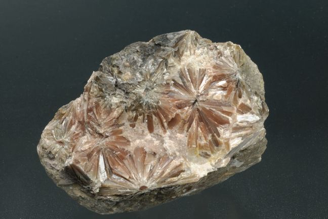 Selenite `Daisy bed Gypsum` Selenite `Daisy bed Gypsum`