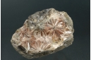 Selenite `Daisy bed Gypsum`