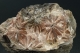 Selenite `Daisy bed Gypsum`