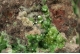 Adamite (Var. Cuprian adamite)