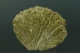 Epidote