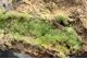 Pyromorphite