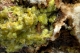 Pyromorphite