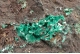 Chalcophyllite