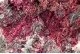 Erythrite