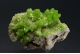 Pyromorphite