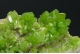 Pyromorphite