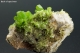 Pyromorphite