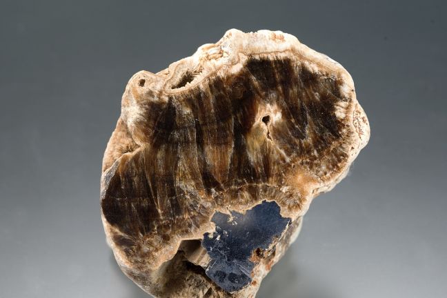 Barite- 'Yorkshire Oakstone' Barite- 'Yorkshire Oakstone'
